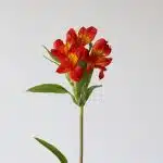 Orange Alstroemeria – Hot Pepper
