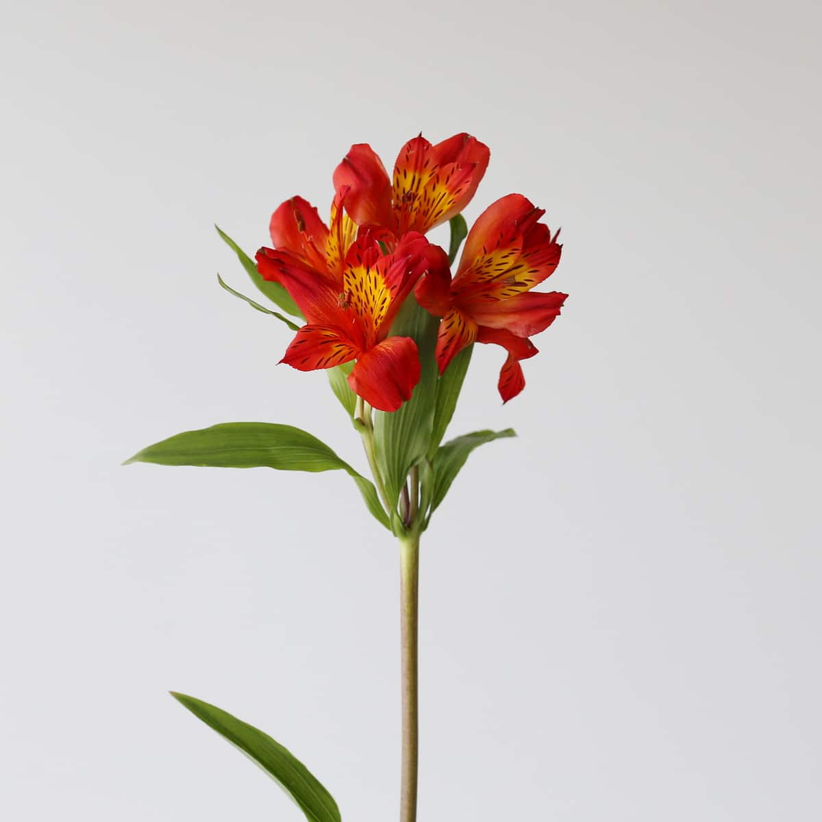 Orange Alstroemeria – Hot Pepper