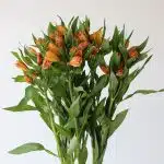 Orange Alstroemeria – Jaffa