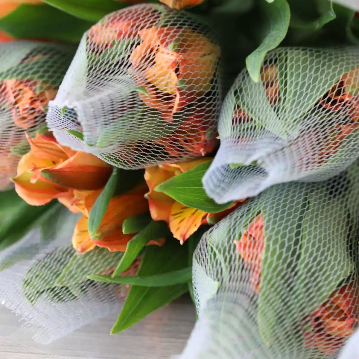 Orange Alstroemeria – Jaffa