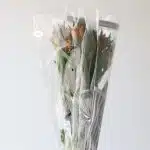 Orange Alstroemeria – Jaffa
