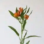 Orange Alstroemeria – Jaffa