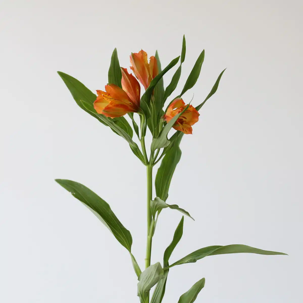 Orange Alstroemeria – Jaffa