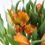 Orange Alstroemeria – Jaffa