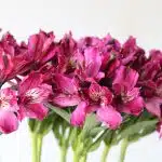 Purple Alstroemeria – Napoli