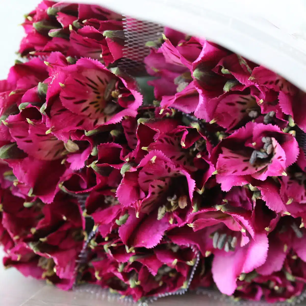 Purple Alstroemeria – Napoli