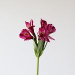 Purple Alstroemeria – Napoli