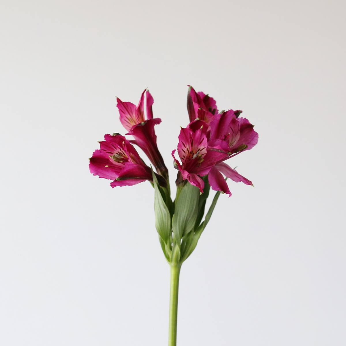 Purple Alstroemeria – Napoli