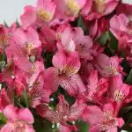 Hot Pink Alstroemeria – Nora