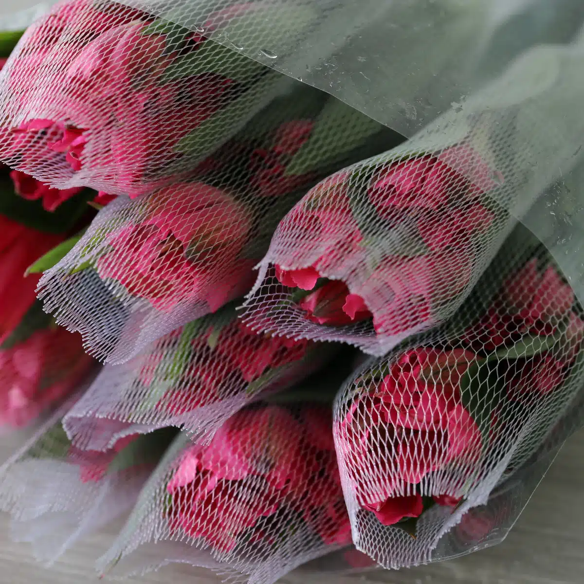 Hot Pink Alstroemeria – Nora