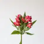 Hot Pink Alstroemeria – Nora