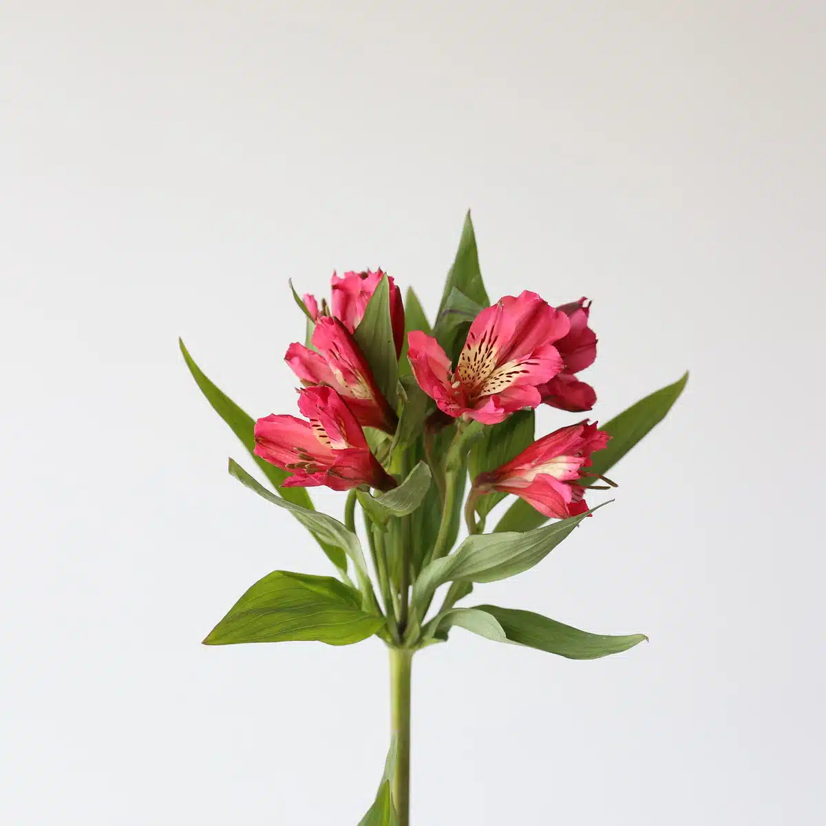 Hot Pink Alstroemeria – Nora