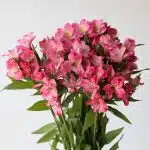 Hot Pink Alstroemeria – Nora