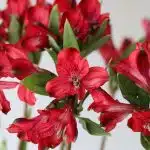 Red Alstroemeria – Red Delight