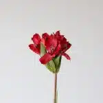 Red Alstroemeria – Red Delight