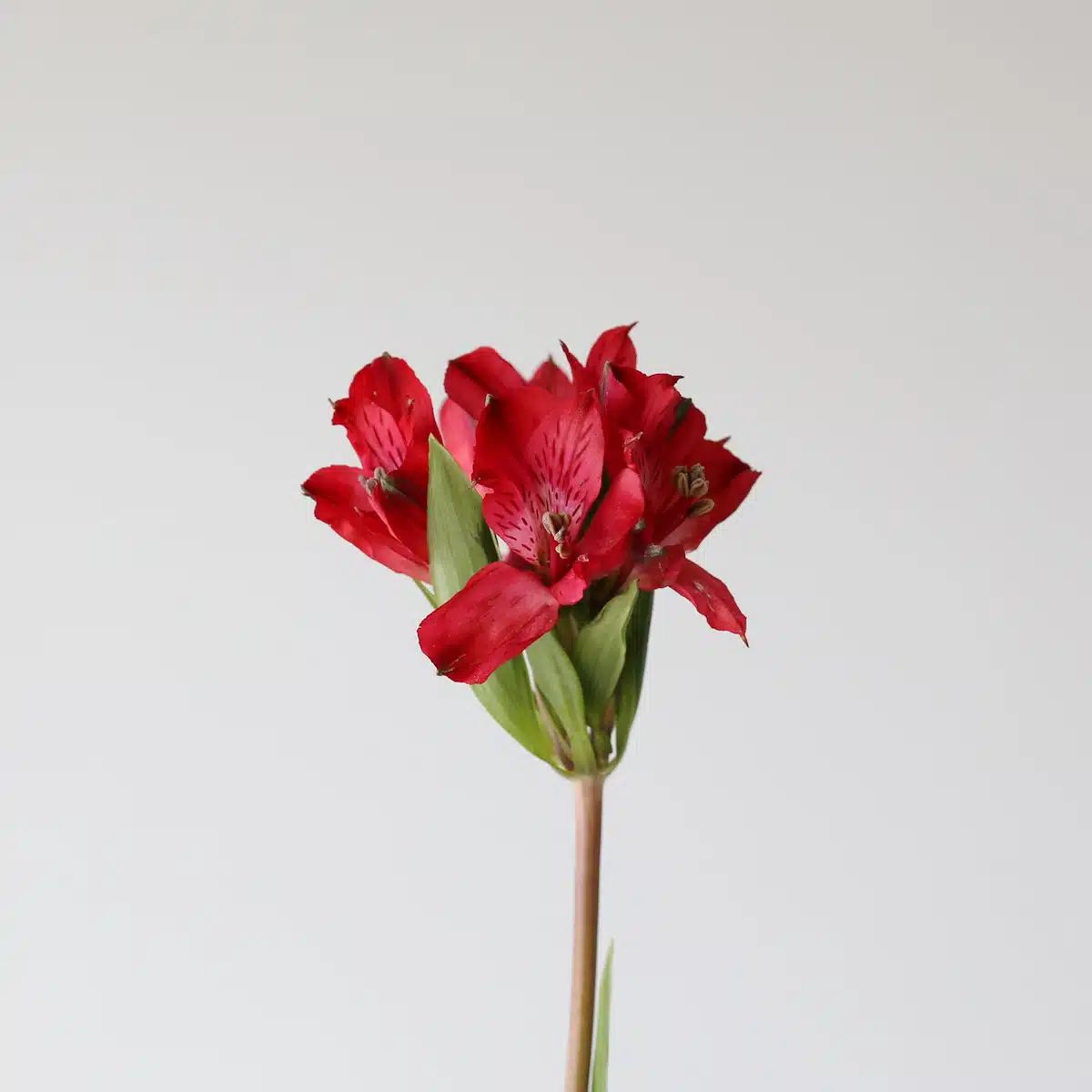 Red Alstroemeria – Red Delight