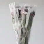 Red Alstroemeria – Romance
