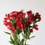 Red Alstroemeria – Romance