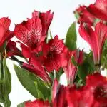 Red Alstroemeria – Romance