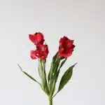 Red Alstroemeria – Romance