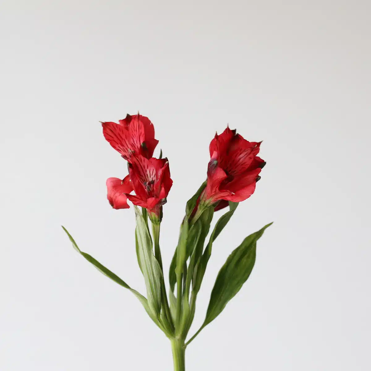 Red Alstroemeria – Romance