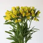Yellow Alstroemeria – Sunny Lady