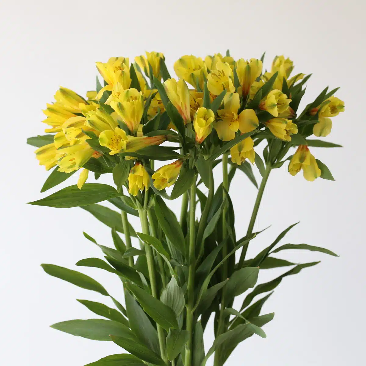 Alstroemeria Sunny Lady Yellow Bunch