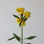 Yellow Alstroemeria – Sunny Lady