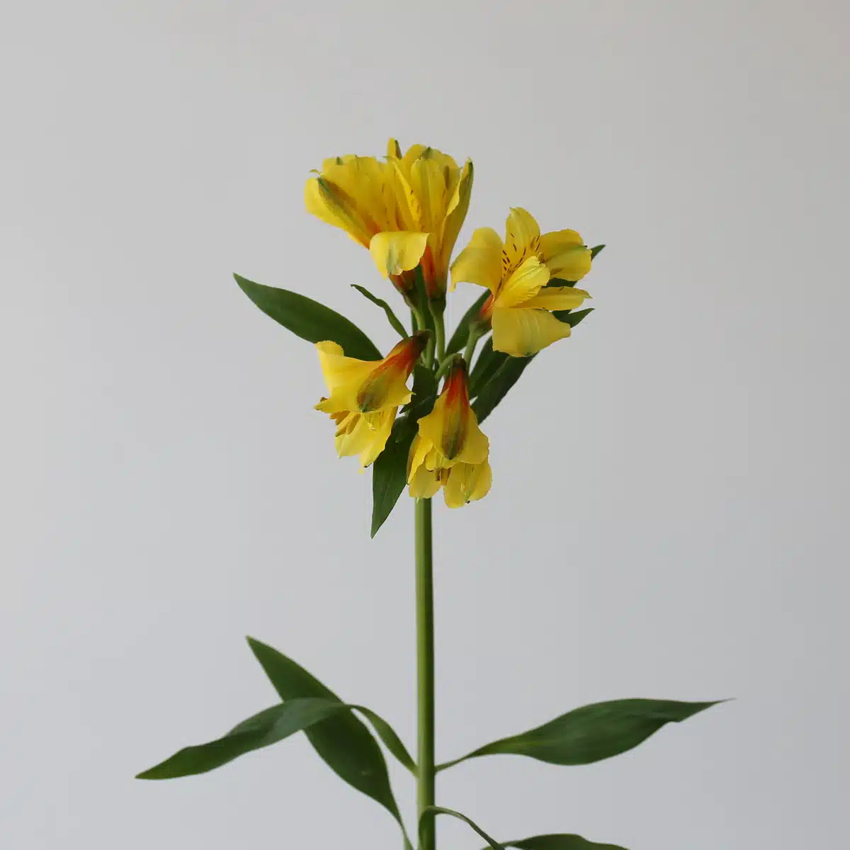 Yellow Alstroemeria – Sunny Lady