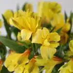 Yellow Alstroemeria – Sunny Lady