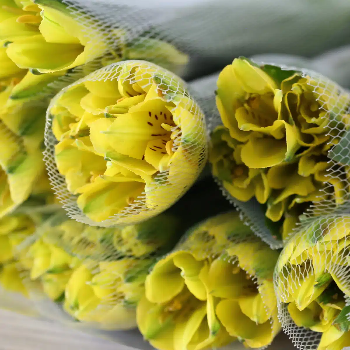 Yellow Alstroemeria – Sunny Lady