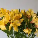 Yellow Alstroemeria – Voyager