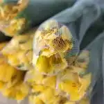 Yellow Alstroemeria – Voyager