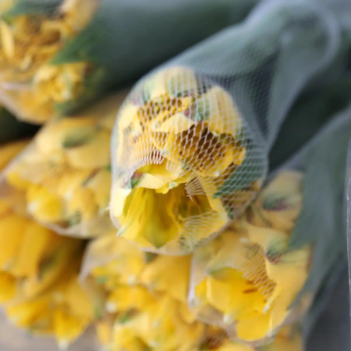 Yellow Alstroemeria – Voyager