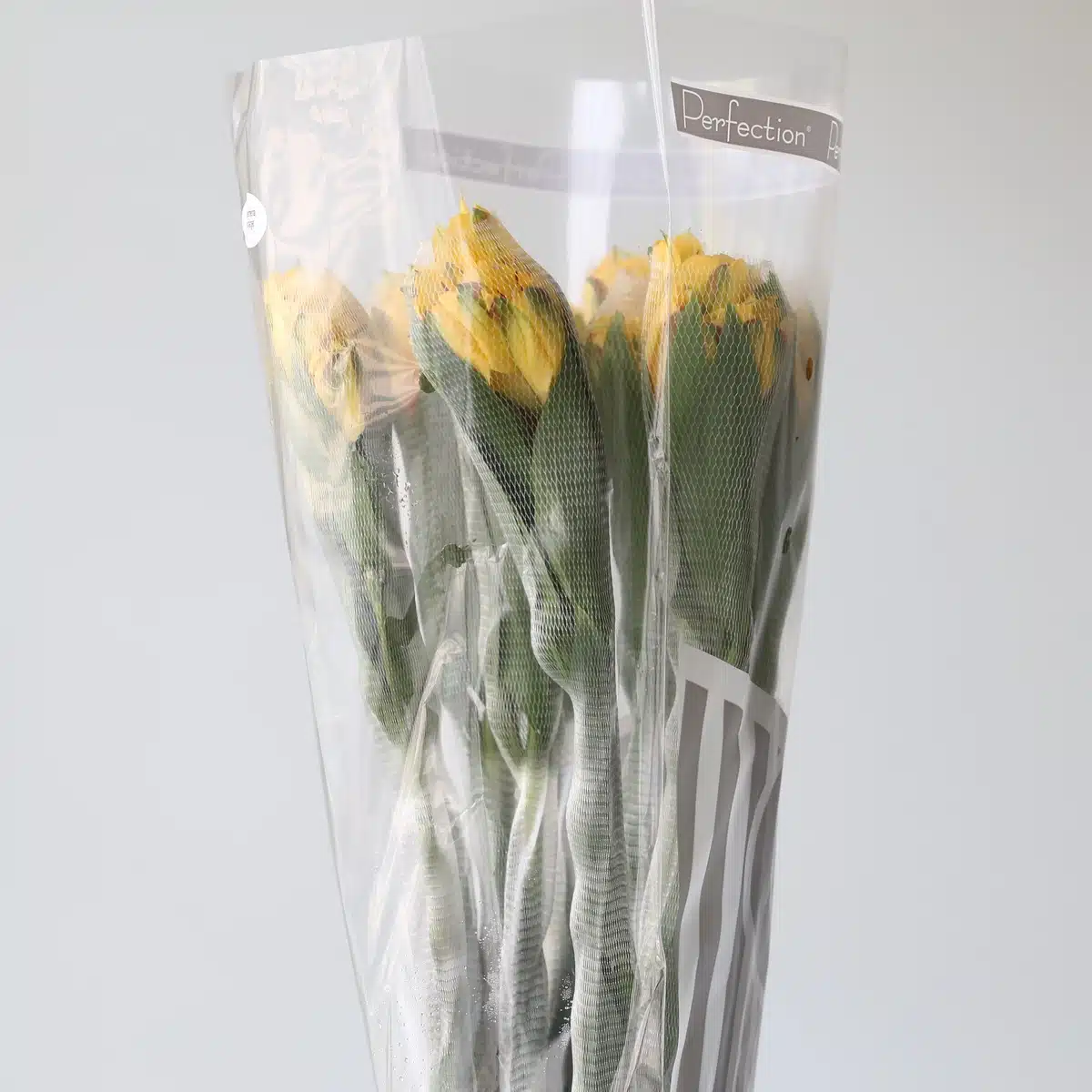 Yellow Alstroemeria – Voyager
