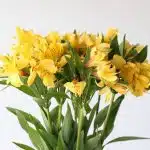 Yellow Alstroemeria – Voyager
