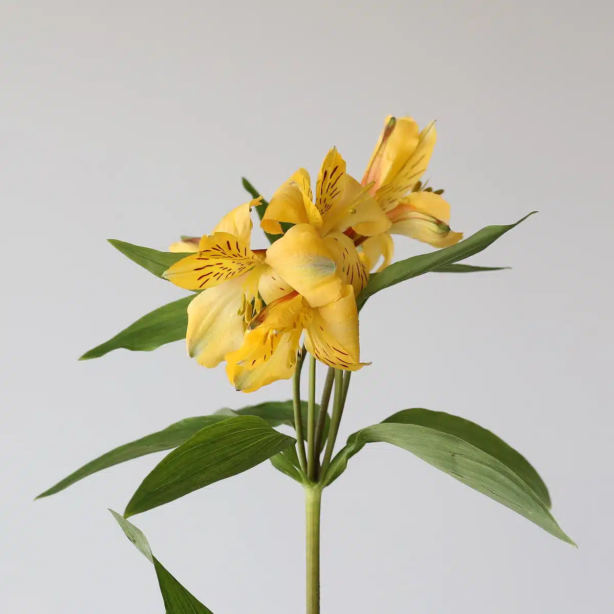 Yellow Alstroemeria – Voyager