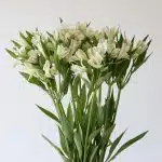 White Alstroemeria – Whistler