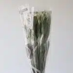 White Alstroemeria – Whistler