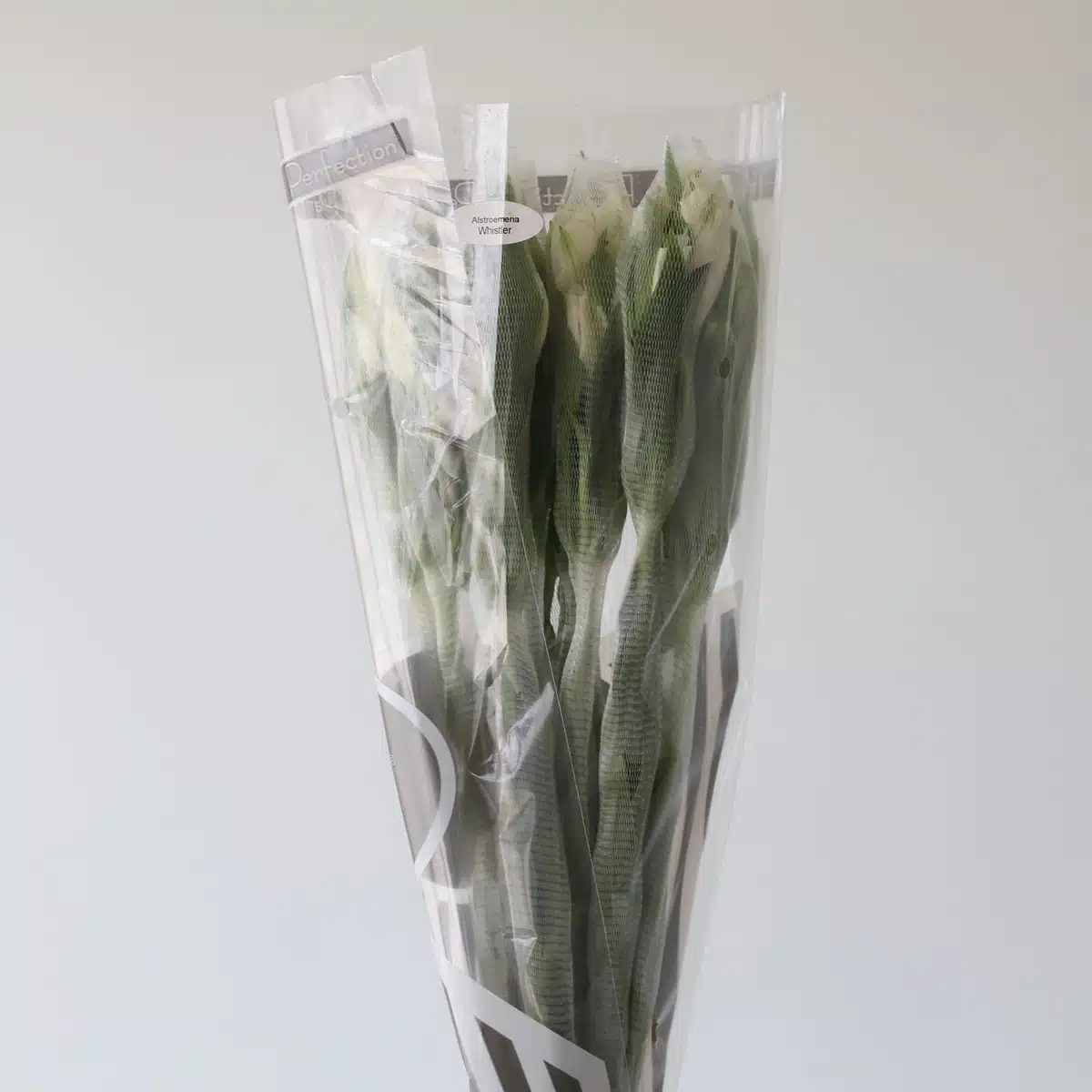 White Alstroemeria – Whistler