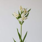 White Alstroemeria – Whistler