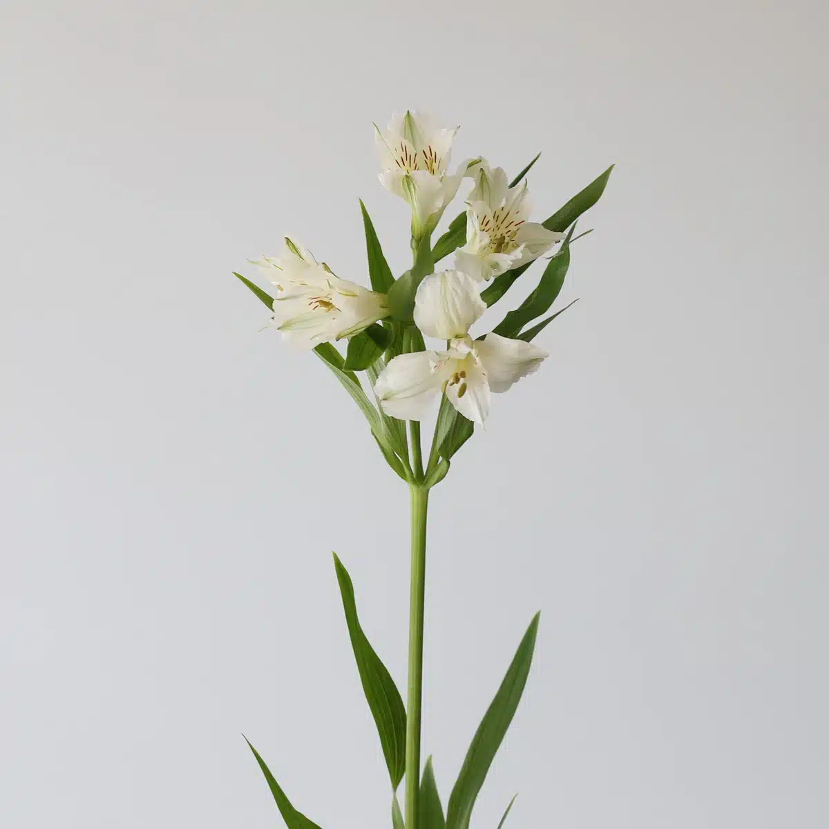 White Alstroemeria – Whistler