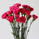 Fuchsia Carnations