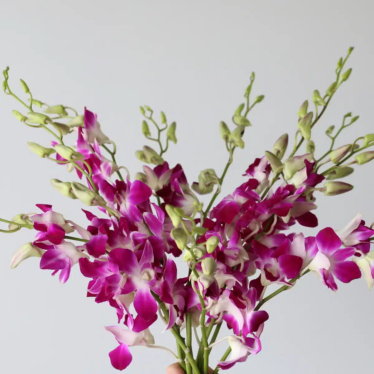 Bunch of Caesar pink dendrobium orchids with vibrant tropical blooms