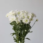 Chrysanthème Arctic Queen