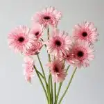 Gerbera Cameron Pink (En Vrac)