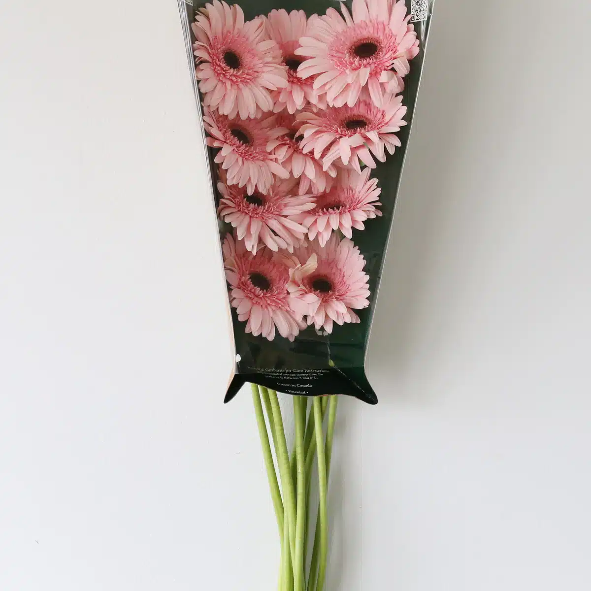 Gerbera Cameron Pink (En Vrac)