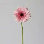 Gerbera Cameron Pink (En Vrac)