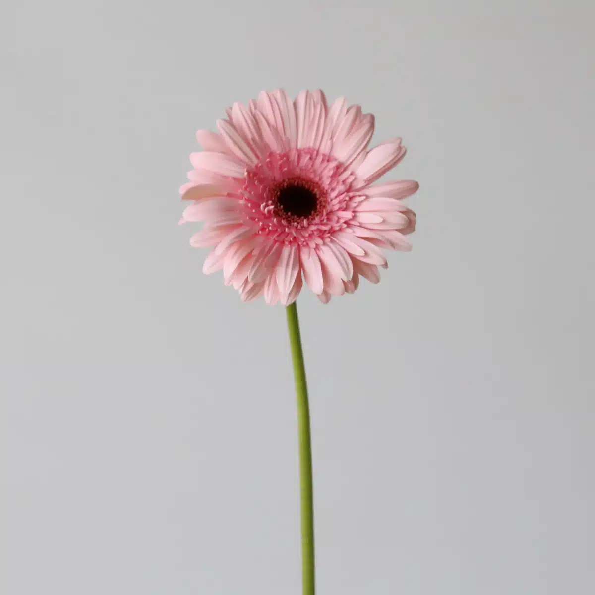 Gerbera Cameron Pink (En Vrac)