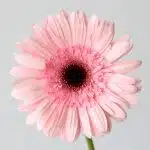 Gerbera Cameron Pink (En Vrac)